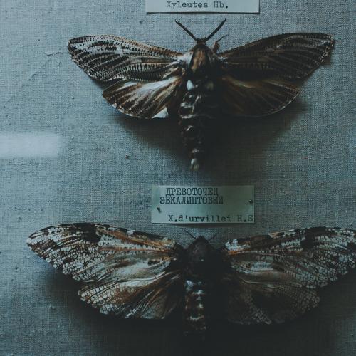 Photo #3583190