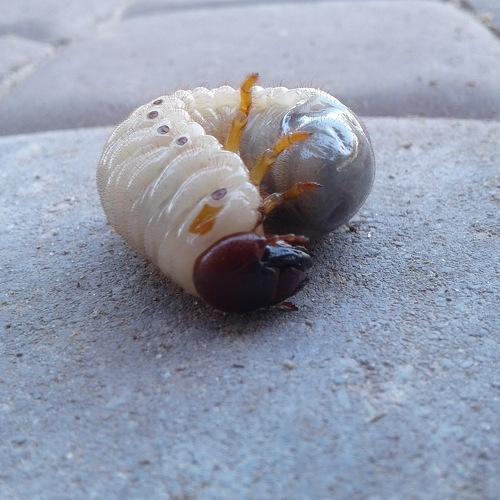 Photo #3584060