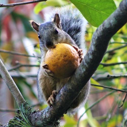 Squirrel breakfast
