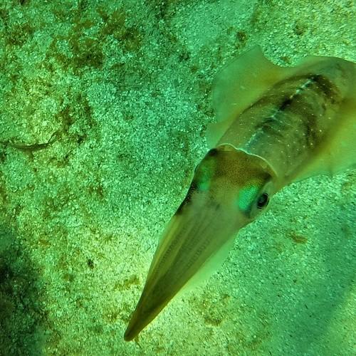 The last squid