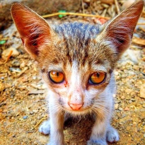 Photo #3584282