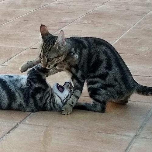 Photo #3585364