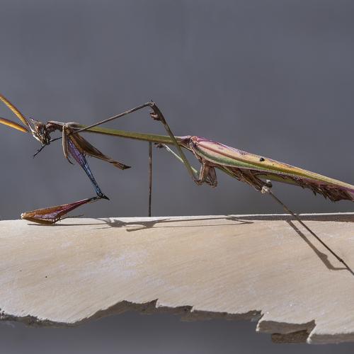 Conehead Mantis preening