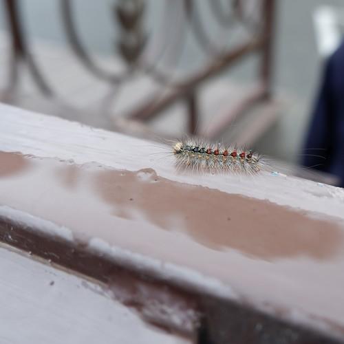 Photo #3585655