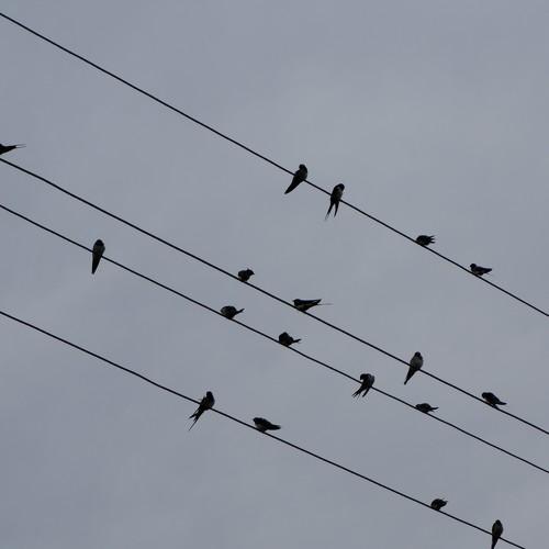 Photo #3585713
