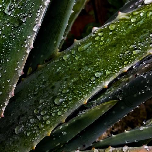 Verde agua