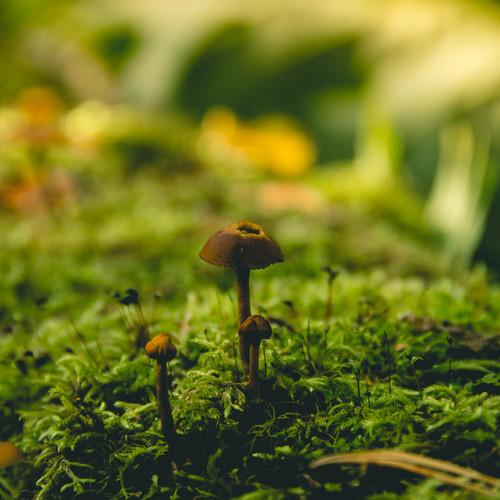 Photo #3586901