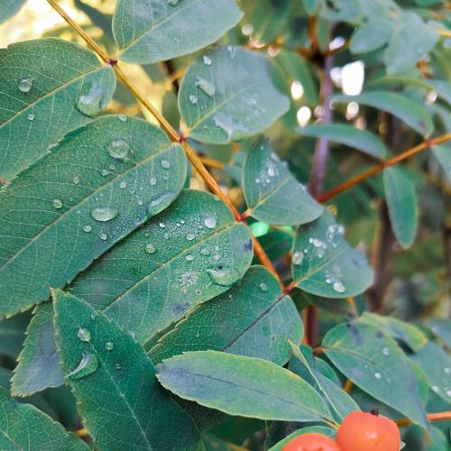 Photo #3587346