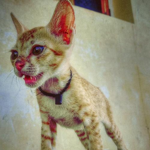 Photo #3587665