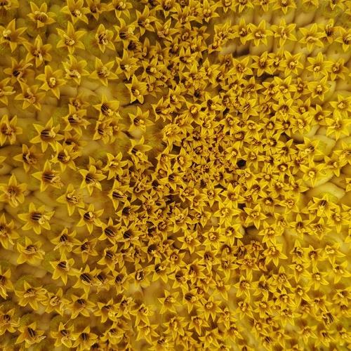 Flower in flower
