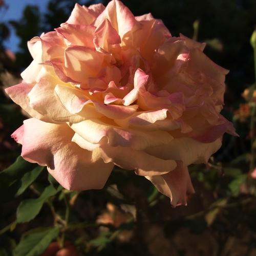 Flor