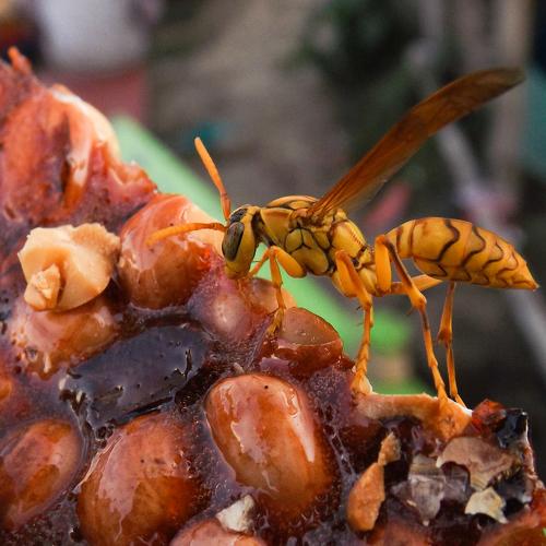 A Indian Yellow Wasp eating food.