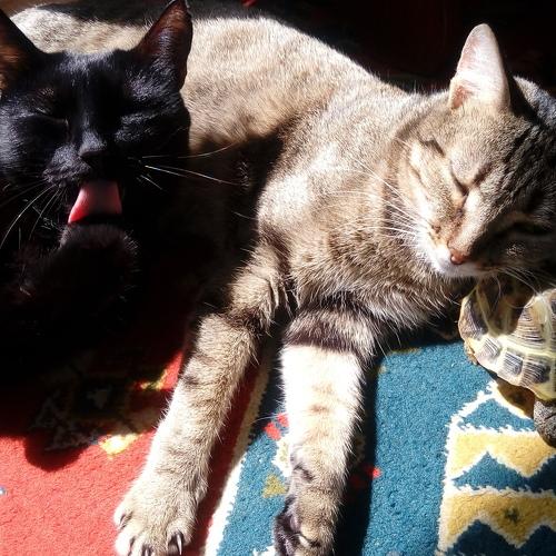 Photo #3589134