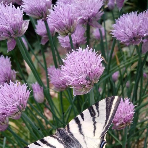 Photo #3589239