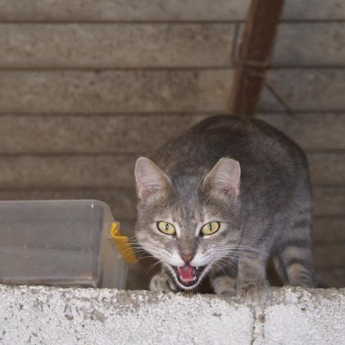 Photo #3589960