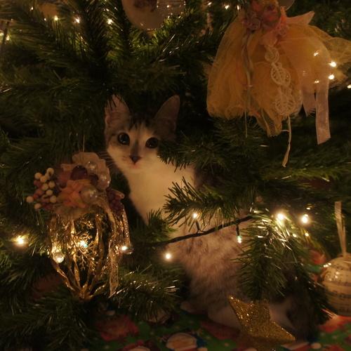 Photo #3589992