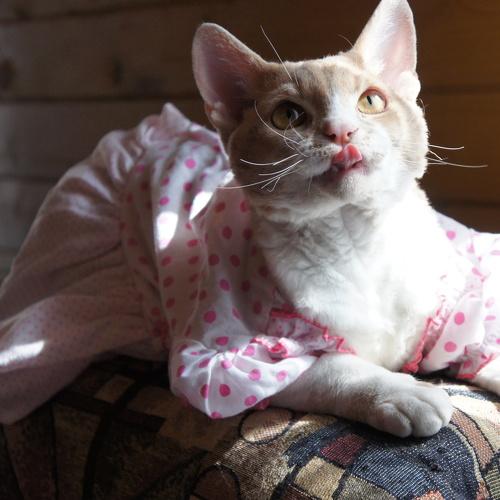 Photo #3589996