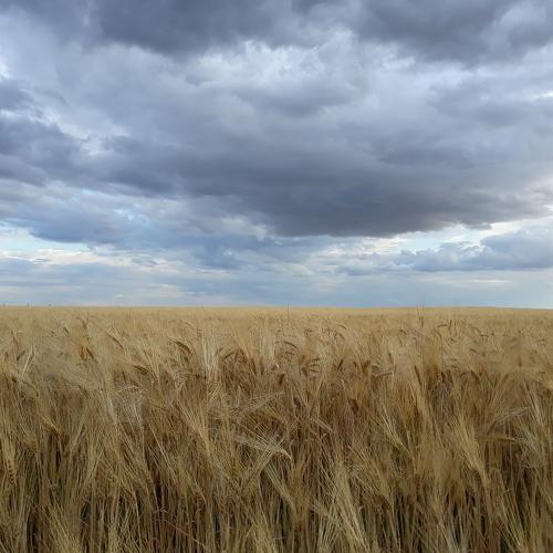 Photo #3590034