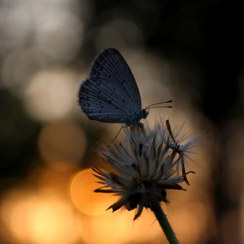 Photo #3590220