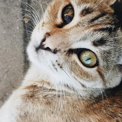 Кошкиеы глаза