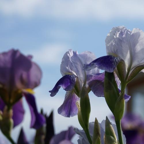 Photo #3591887