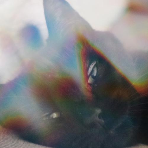 Photo #3591968