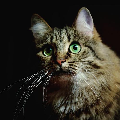 Photo #3592259