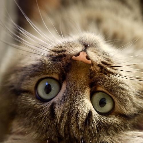 Photo #3592262