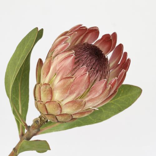 Protea bloom