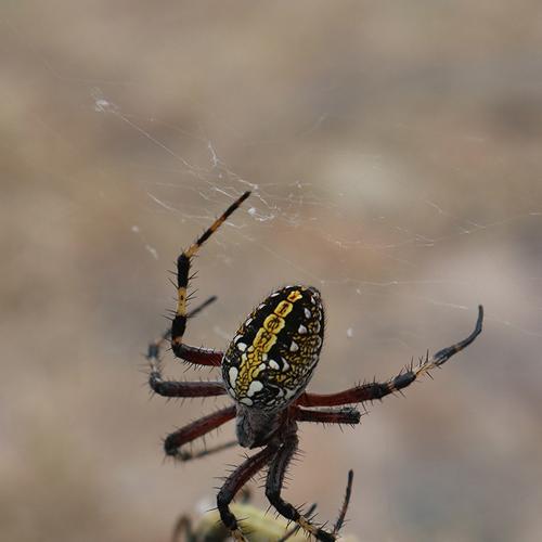 Photo #3593277
