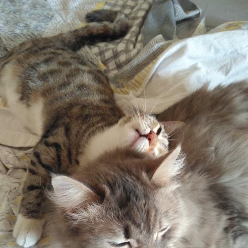 Cassiopeia & Tisha