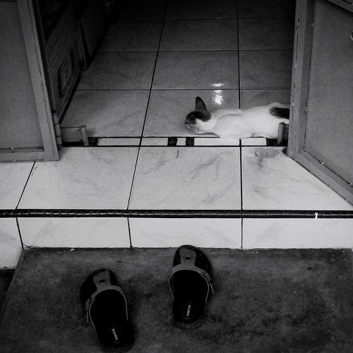 Photo #3593442