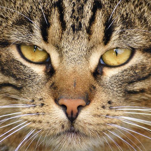 Photo #3594652