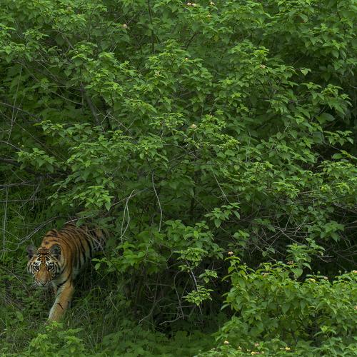 The Monsoon Tiger