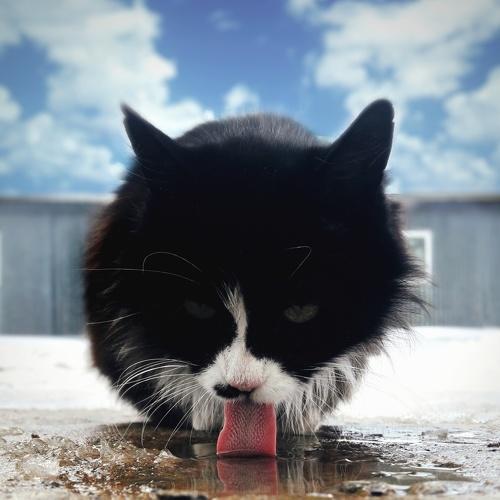 Photo #3595120