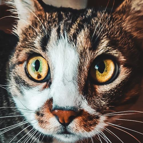 Photo #3595149