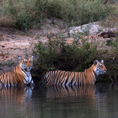 Photo #3595715