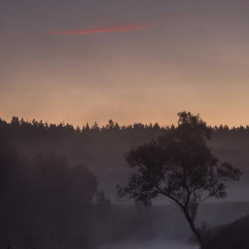 Lone tree over the Istra river