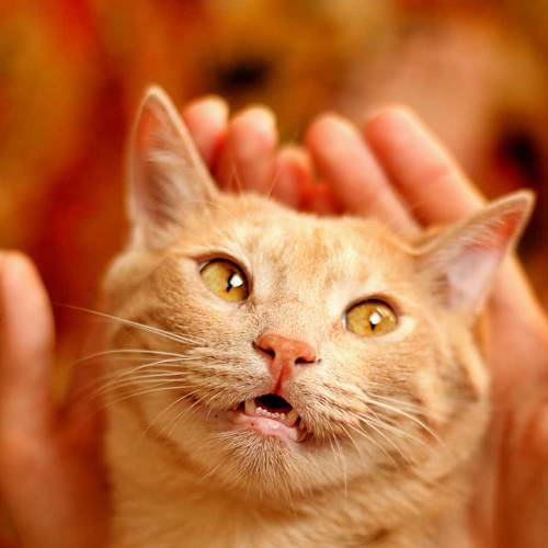 Photo #3596801