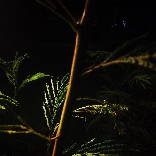 Leaf