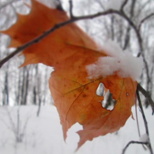 Photo #3598646