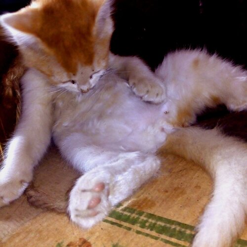 Photo #3599590