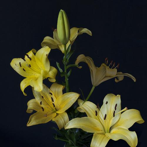 Photo #3600148