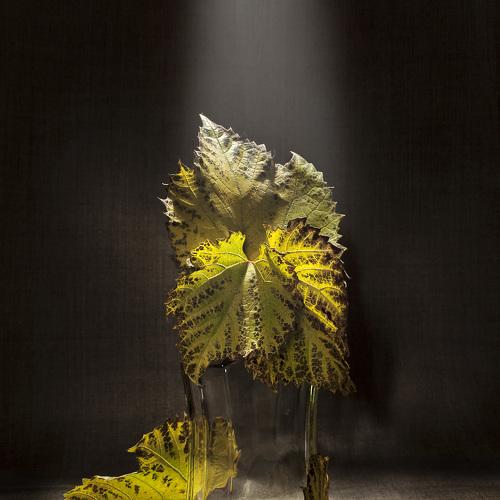 Photo #3600149