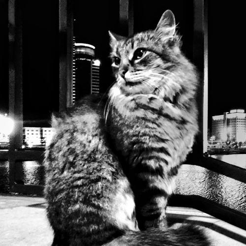 Photo #3600205