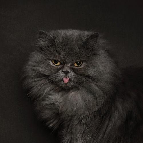 Photo #3600278