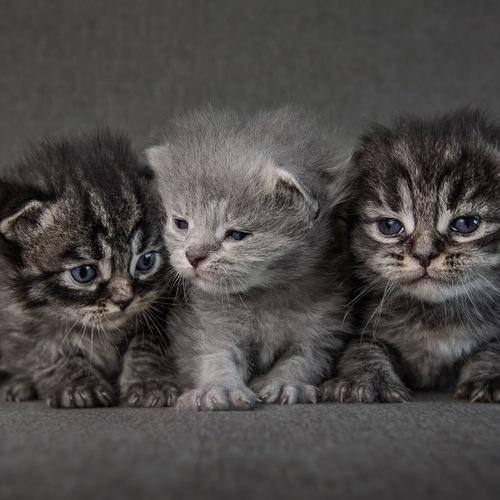 Photo #3600279
