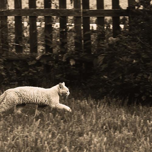 Photo #3600995
