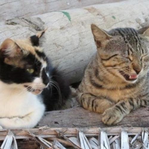 Photo #3601145