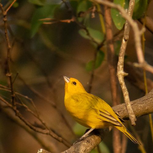 Sicalis flaveola